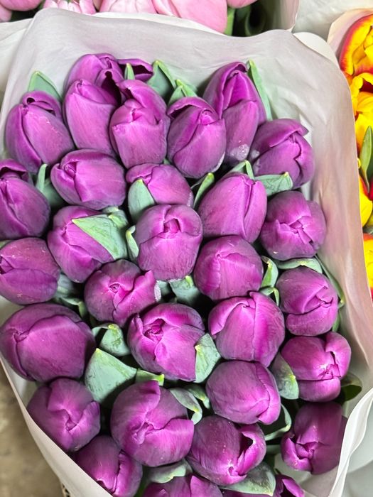 Тюльпаны оптом и в розницу