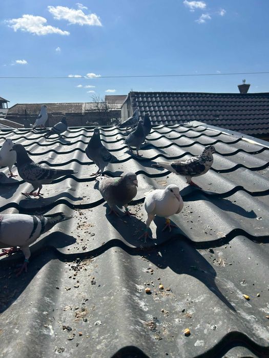 Porumbei Voiajori Originali Cuci Albastri   Culori  diferite  2020  -  2026 si   pui