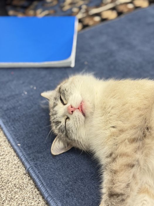 Очень красивая, игривая, ходит в лоток.