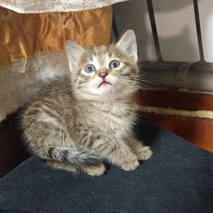 Одам котята в хорошое руки