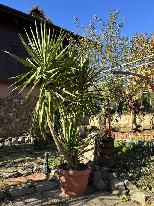 Продажба на Палми! Цена по договаряне!