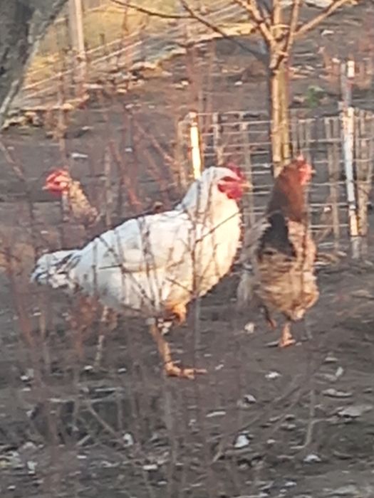 Vând un cocos și 3 gaini foarte bune de clote