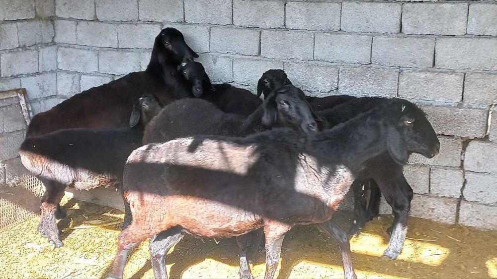 Хисори қўйлар сотилади