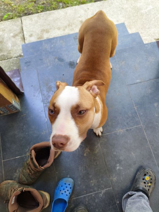 Donez Pui Amstaff 8 luni