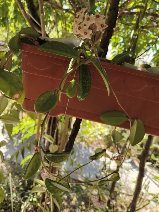 Vând hoya carnosa