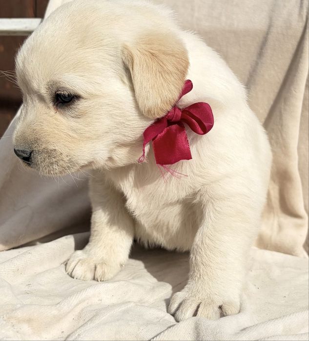 Щенки лабрадор золотистый ретривер