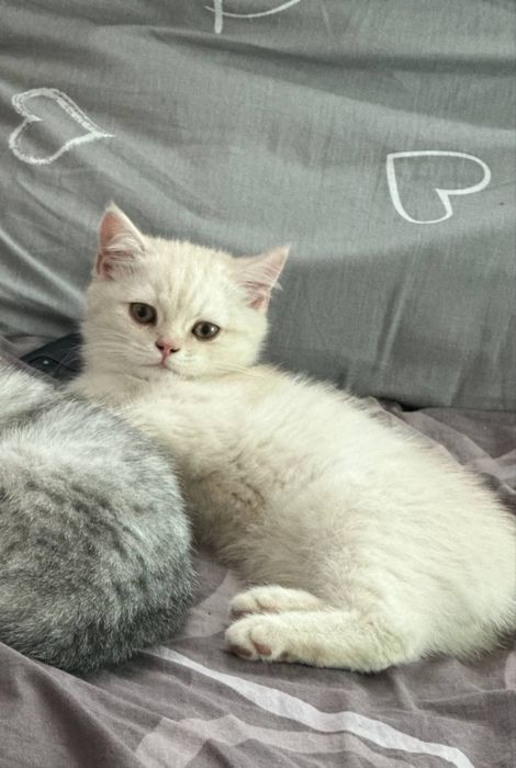 Britanskiy shinshilla va Britanskiy skottish strayt
31-mayda tug’ilgan