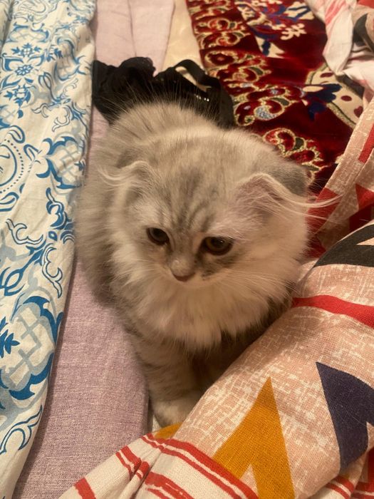 Шотландский мысык сатылады