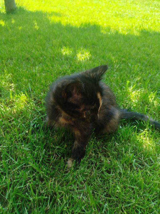 Отдам кошку даром