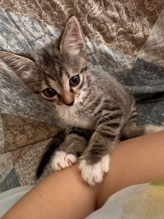 Отдам котенка в добрые руки