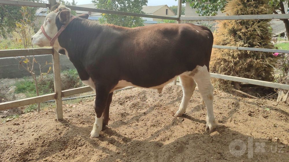 Simmental novvos