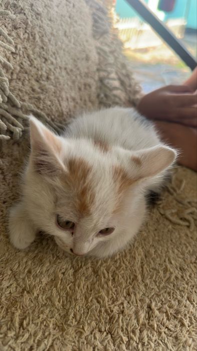 Отдам котят в хорошие руки