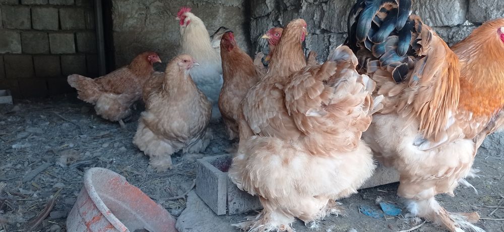 Продаются куры брама