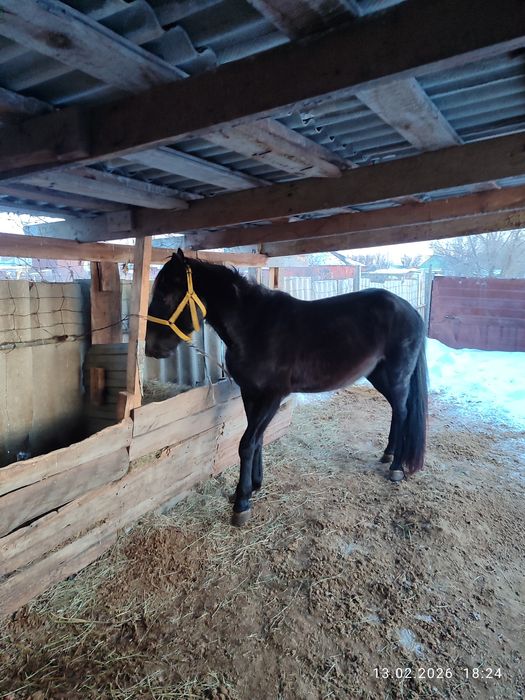 Бие сатылады. Жай буаз