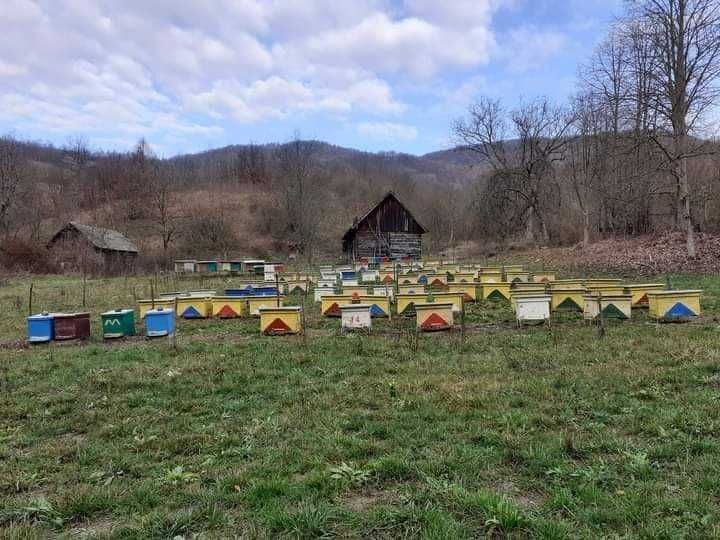 Vând miere de albine naturală din zonă de munte