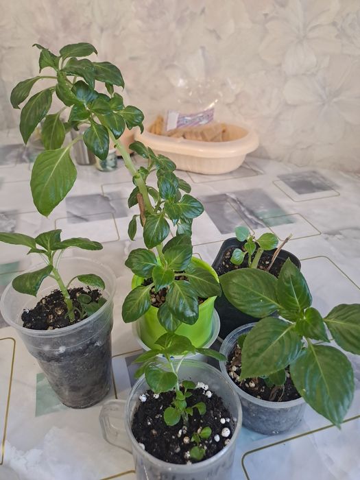 Продам комнатные цветы