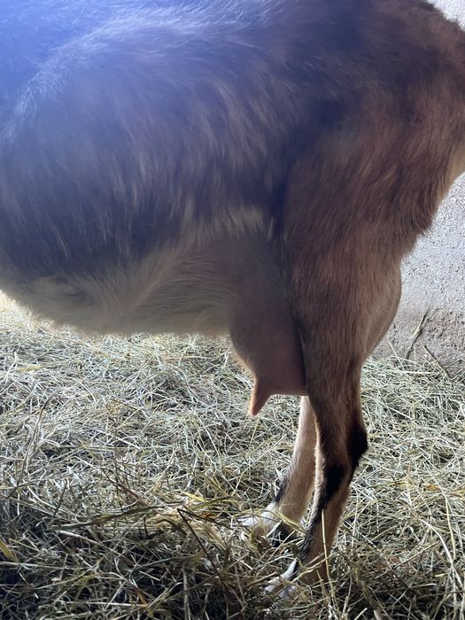 Capra metis de alpin cu saanen si ieduta saanen