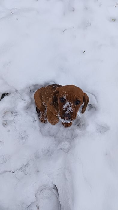 Pui Dachshund / Teckel