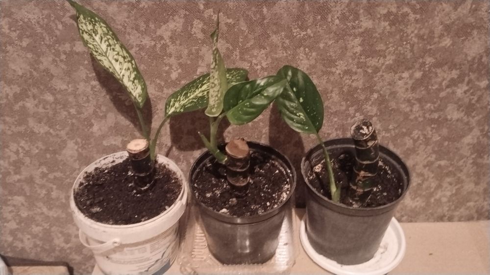 Продам диффенбахию в активном росте!