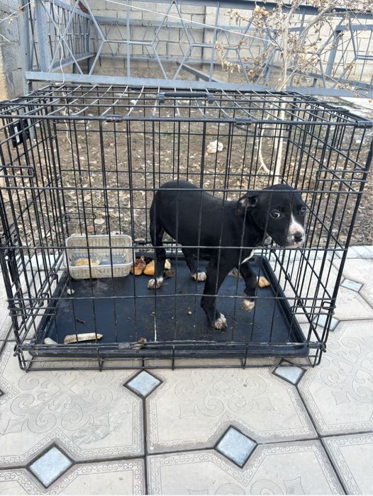 Статфард Терьер двухмесячная самка