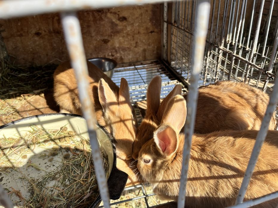 Продам молодых самок