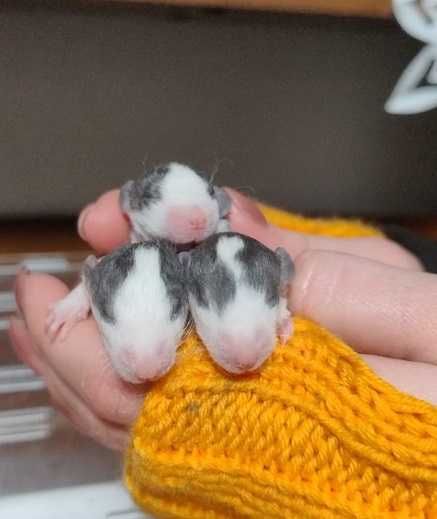 крысята для РЕЗЕРВА