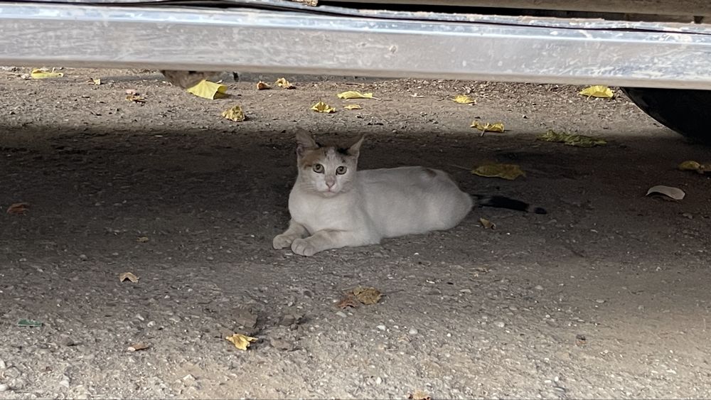 Pui de pisicuta sterilizat