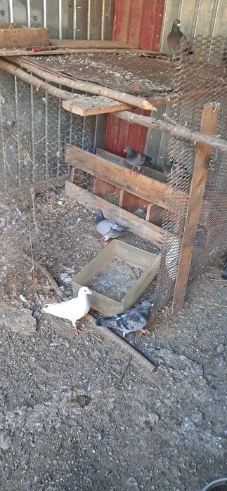 Porumbei de vânzare