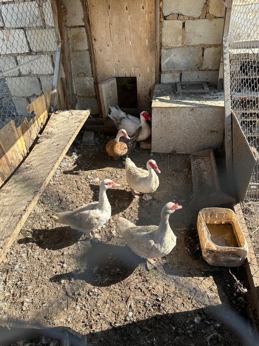 Индаутка семенные