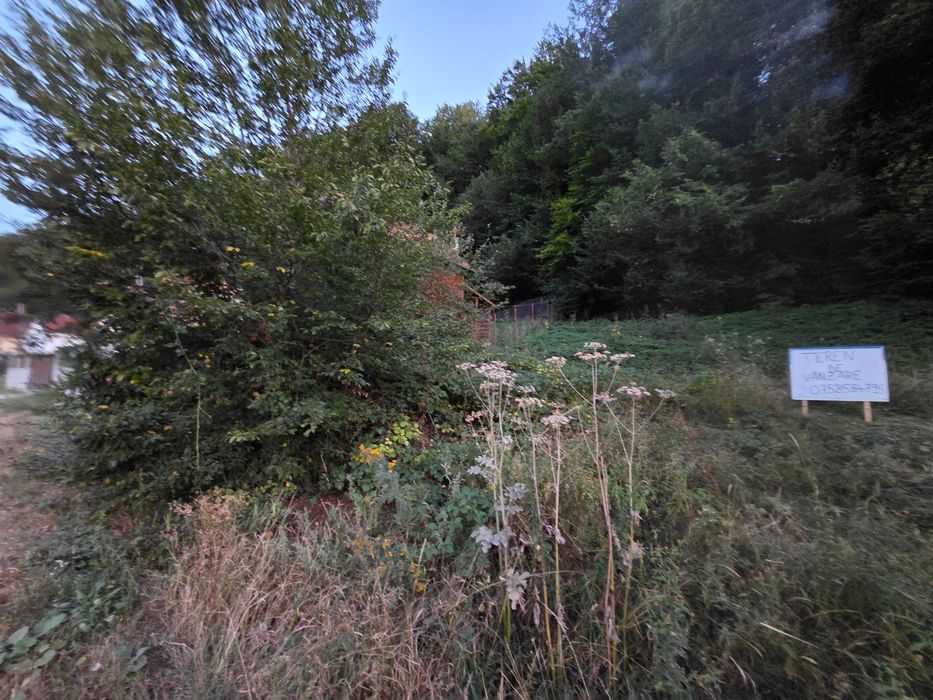Teren Intravilan cu Utilități la Strada și Pădure în Spate – Pădurea Neagră, Bihor