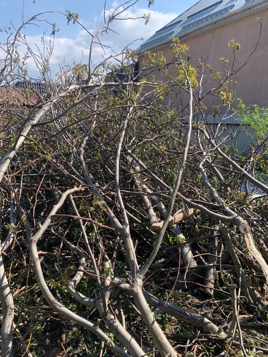 Дерево орех на дрова