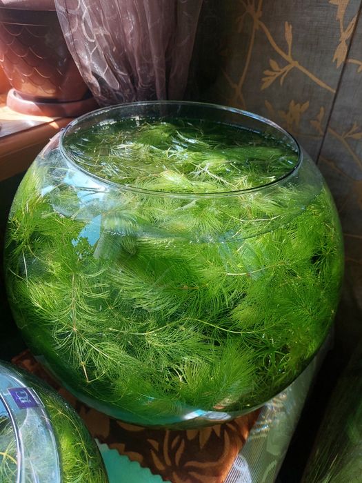 Аквариумные растения роголистник