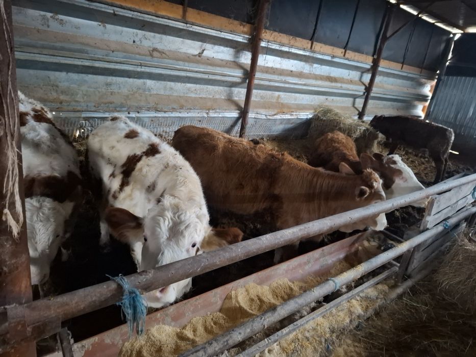 Vând 5 vitei  întercati