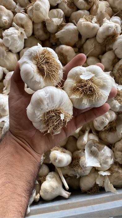 Usturoi national mare de pus in pamant