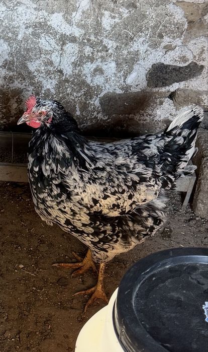 Pita Pinta Asturiana pasari si oua