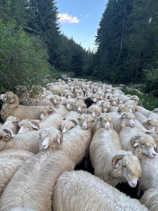 Disponibile oi și berbeci