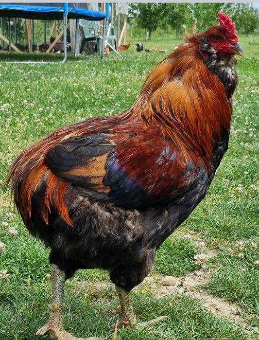 Oua albastre și verzi  pentru consum