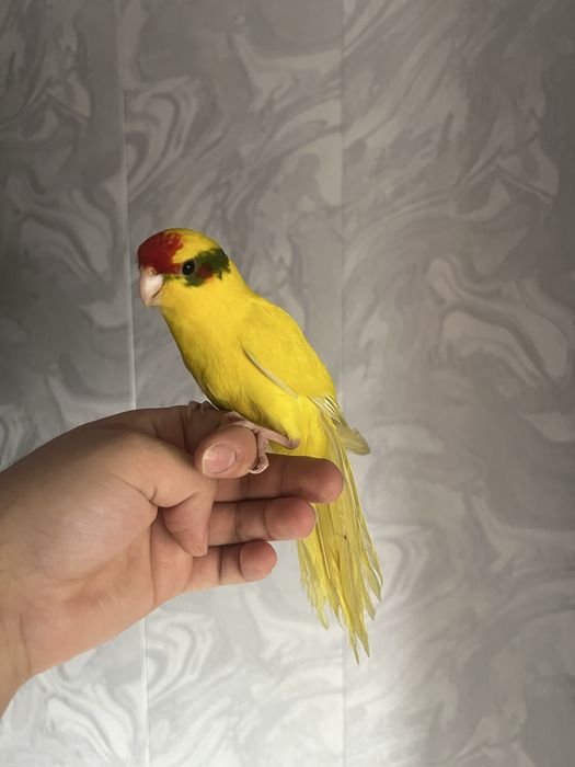 Ruchnoy kakarik kesha