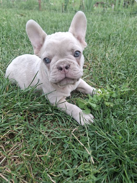 Bulldog francez mascul