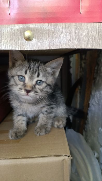 Срочно котенок в добрые руки
