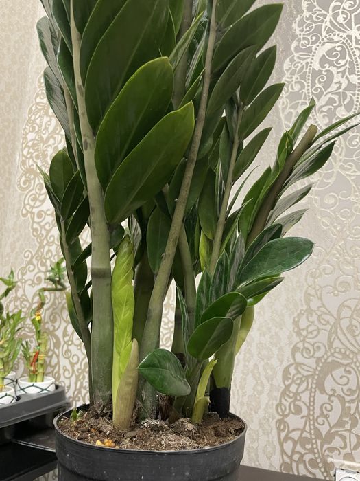 Долларовое дерево Замиакулькас