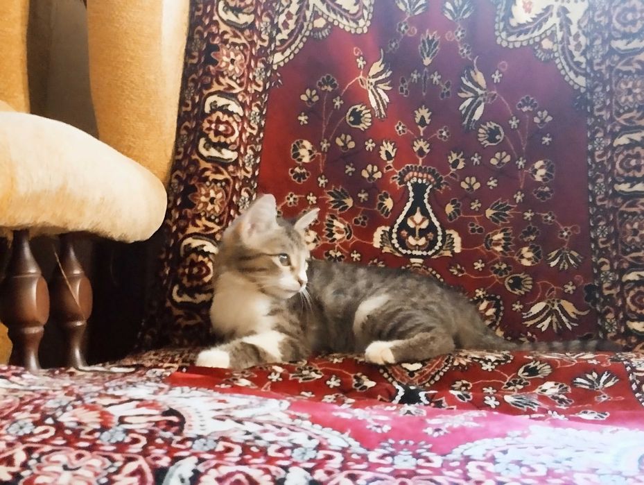 Кошечка тигрового окраса в добрые руки