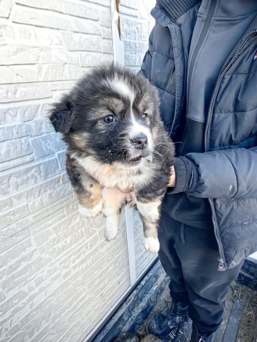 Отдам щенят, возможно с доставкой