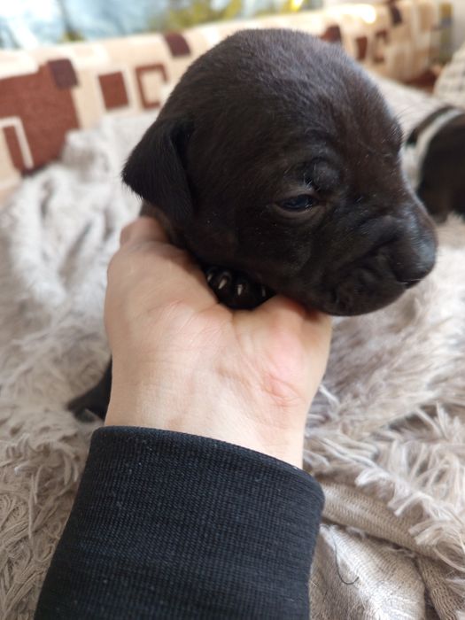 Продам Щенков питбули