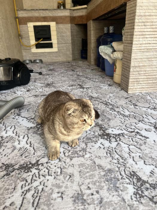 кот на продажу хороший дамасский