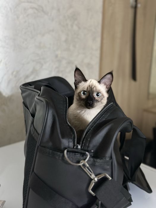 Сиамская  кошка