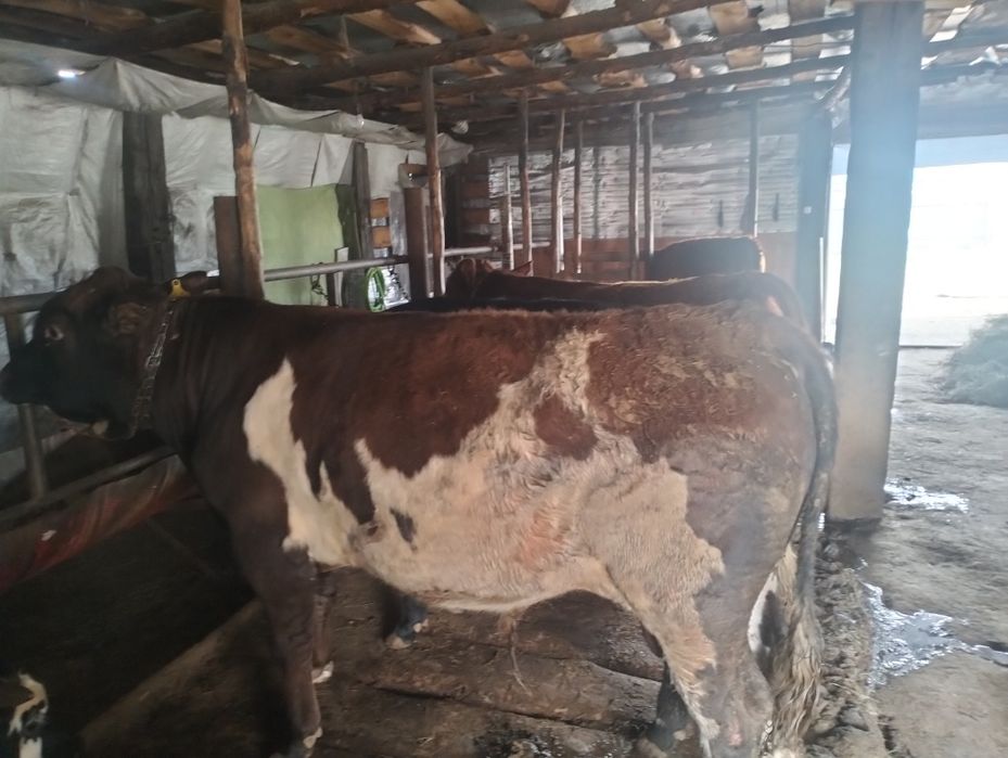 1.5 жасар бұқалар сатылады