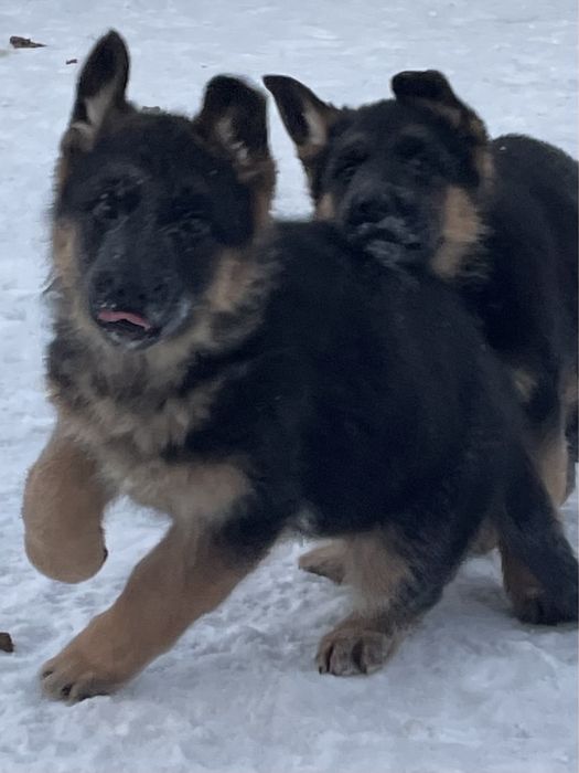 Щенки немецкой овчарки