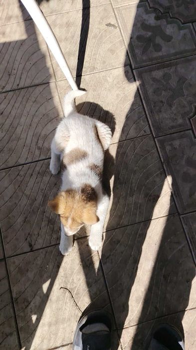 Милый щенок в добрые руки.