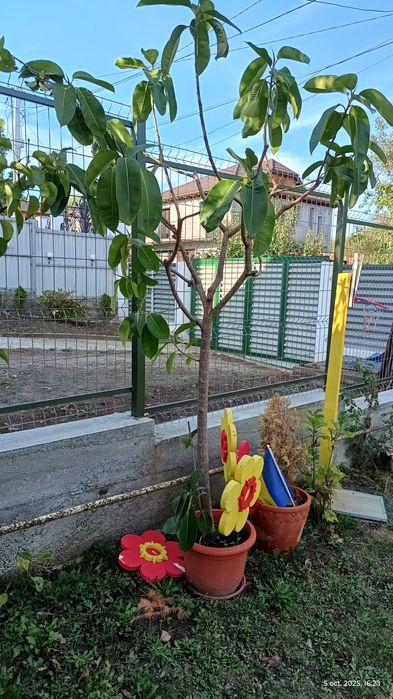 Vând urgent ficus de 13 ani, aprox. 2.30m înălțime